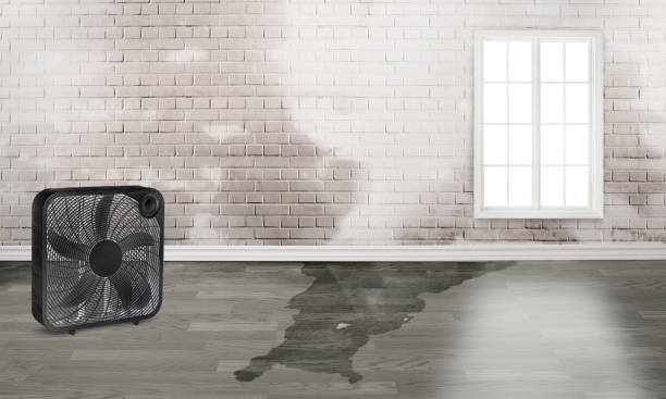 Best Professional water damage repair  in Lakeland, NY